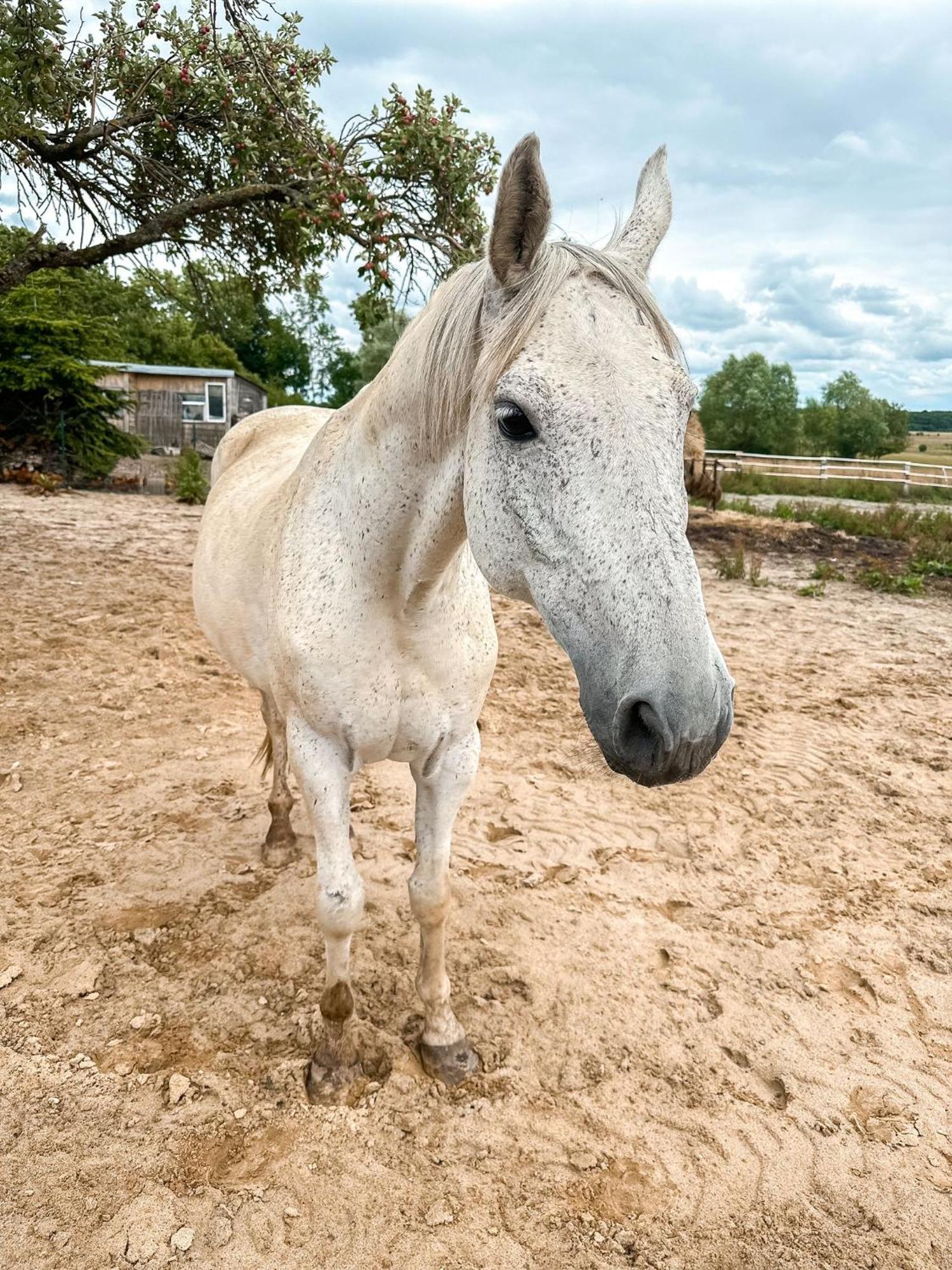 Domki Sielanka Niechorze Buitenkant foto